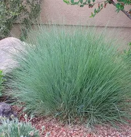 Blue Grama Grass in a Colorado landscape