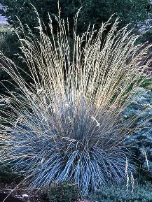 Blue Oat Grass in a Colorado landscape