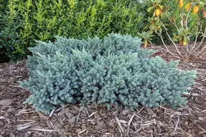 Blue Star Juniper shrub in a Colorado landscape
