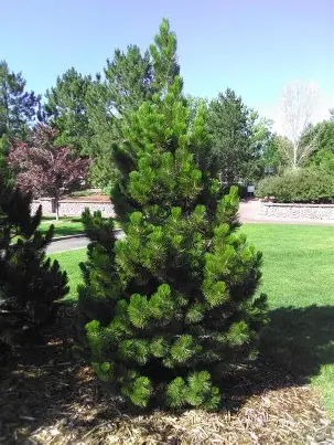 Bosnian Pine with dense upright evergreen branching
