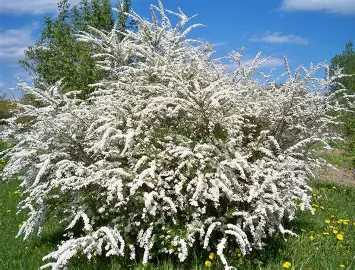 Bridal Wreath Spirea shrub in a Colorado landscape