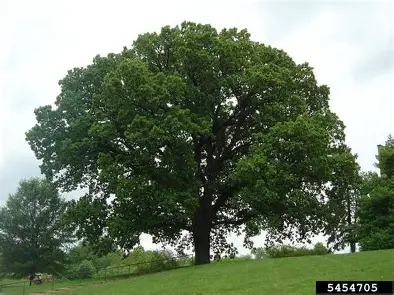 Mature Bur Oak with a broad spreading canopy