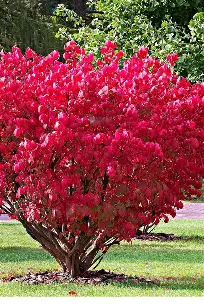 Burning Bush shrub in a Colorado landscape