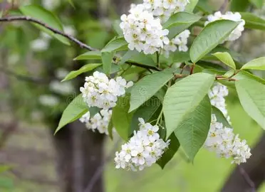 Canada Red Chokecherry with white spring flowers