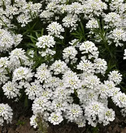 Candytuft perennial in a Colorado landscape