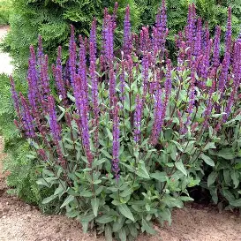 Caradonna Salvia perennial in a Colorado landscape