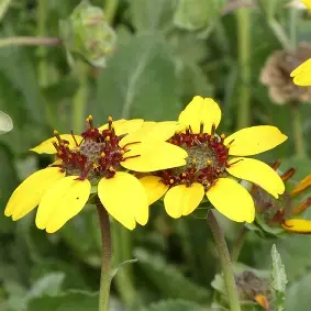 Chocolate Flower perennial in a Colorado landscape