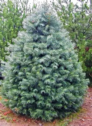 Concolor Fir evergreen tree in a Colorado landscape