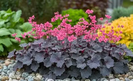 Coral Bells perennial in a Colorado landscape