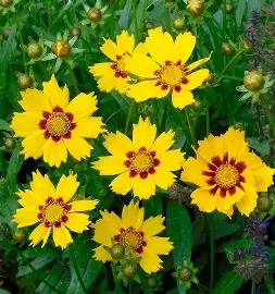 Coreopsis perennial in a Colorado landscape