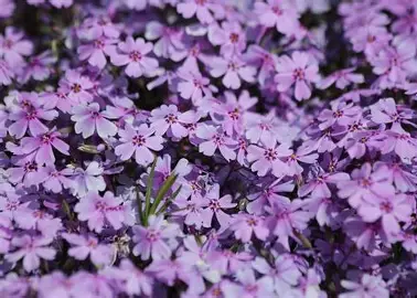 Creeping Phlox perennial in a Colorado landscape