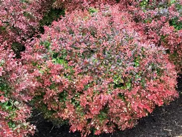 Crimson Pygmy Barberry shrub in a Colorado landscape