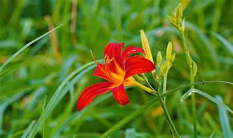 Daylily perennial in a Colorado landscape