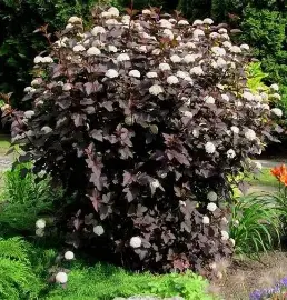 Diablo Ninebark shrub in a Colorado landscape