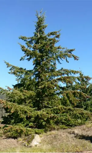 Douglas Fir evergreen tree with tall pyramidal growth