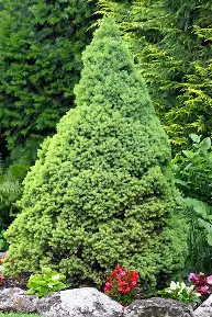 Dwarf Alberta Spruce shrub in a Colorado landscape