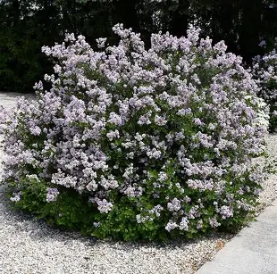 Dwarf Korean Lilac shrub in a Colorado landscape