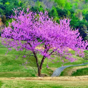Eastern Redbud ornamental tree in bloom