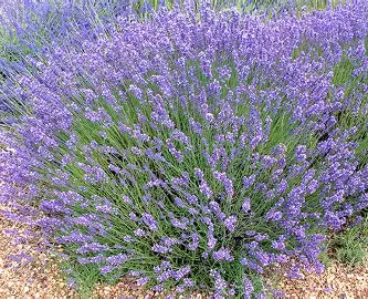 English Lavender perennial in a Colorado landscape