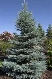 Fat Albert Spruce with broad dense blue evergreen form