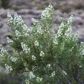 Fernbush shrub in a Colorado landscape