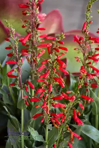 Firecracker Penstemon perennial in a Colorado landscape