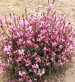 Gaura perennial in a Colorado landscape