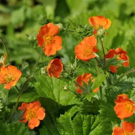 Geum perennial in a Colorado landscape