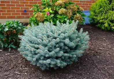 Globe Blue Spruce shrub in a Colorado landscape