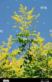 Golden Rain Tree growing as a small ornamental tree