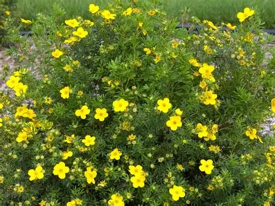 Goldfinger Potentilla shrub in a Colorado landscape