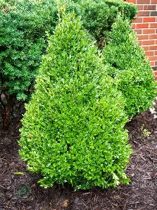 Green Mountain Boxwood shrub in a Colorado landscape