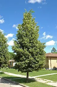 Greenspire Linden shade tree in a residential neighborhood
