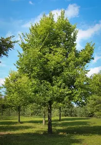 Hackberry shade tree growing in an open landscape