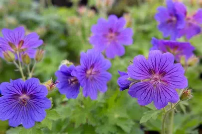 Hardy Geranium perennial in a Colorado landscape