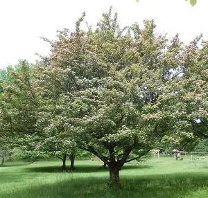 Hawthorn ornamental tree with a rounded canopy