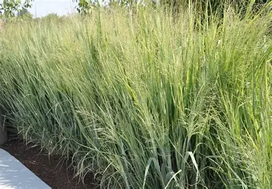 Heavy Metal Switchgrass in a Colorado landscape