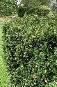 Hicks Yew shrub in a Colorado landscape