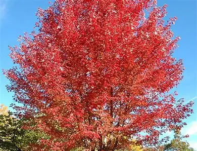 Hot Wings Tatarian Maple displaying red winged seeds