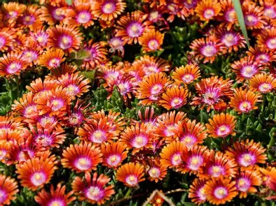 Ice Plant perennial in a Colorado landscape
