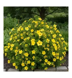 Jackman Potentilla shrub in a Colorado landscape