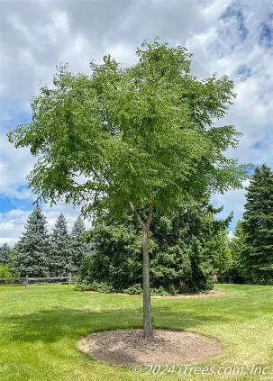 Kentucky Coffeetree with an open branching canopy