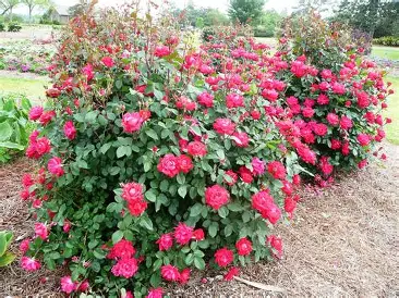 Knock Out Rose shrub in a Colorado landscape