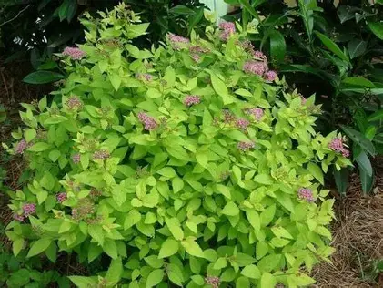 Limemound Spirea shrub in a Colorado landscape