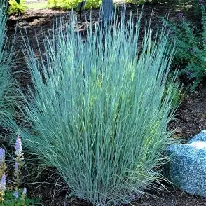 Little Bluestem in a Colorado landscape