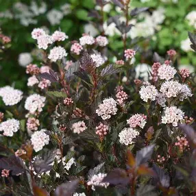 Little Devil Ninebark shrub in a Colorado landscape