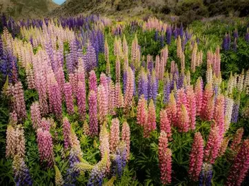 Lupine perennial in a Colorado landscape