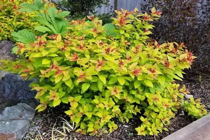 Magic Carpet Spirea shrub in a Colorado landscape