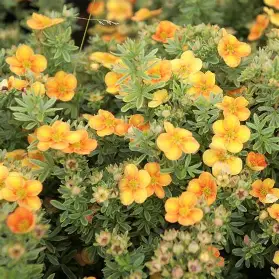 Mango Tango Potentilla shrub in a Colorado landscape