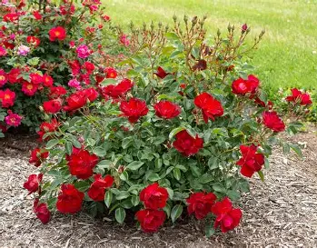 Meidiland Rose shrub in a Colorado landscape